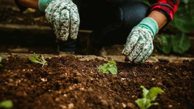 Seasonal Garden Keepup And Their Common Myths