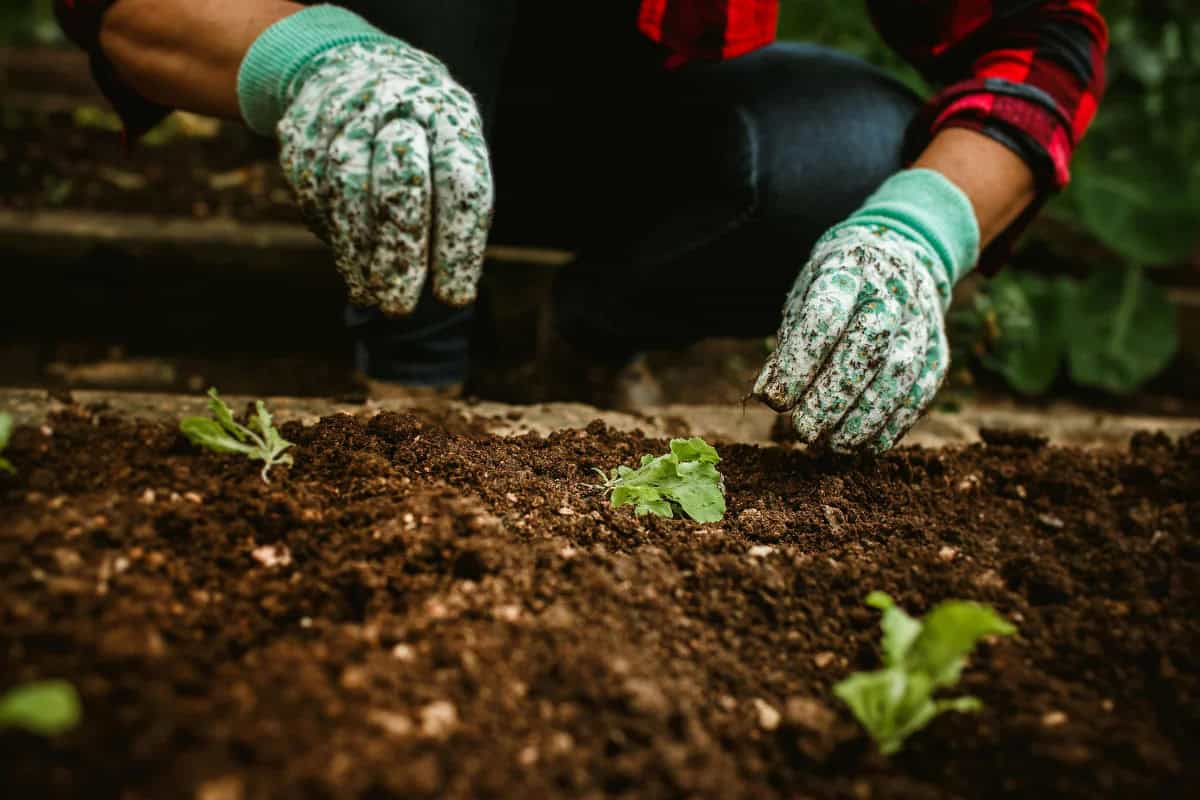 Seasonal Garden Keepup And Their Common Myths