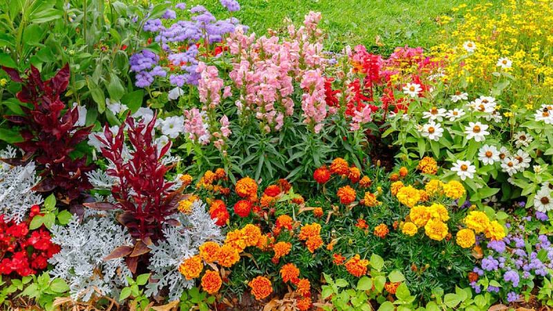 Detailed Analysis On The Flower Grass Blend