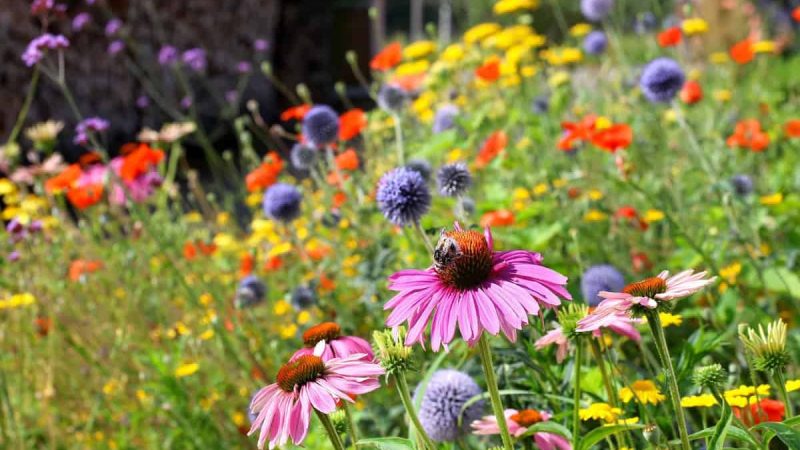 All You Need To Know About Natural Meadow Grass Blend