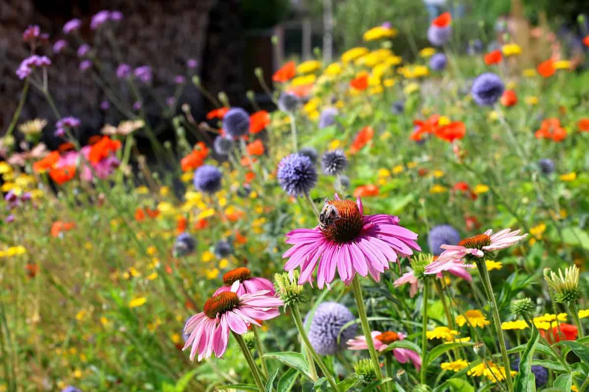 All You Need To Know About Natural Meadow Grass Blend
